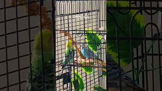 Download Lagu A home where every tweet is a sweet melody. #BirdWatchingMagic #NatureNurtured MP3