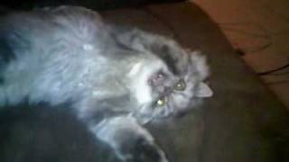 Poking Fluffy Cookie lol