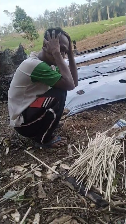 proses pemasangan mulsa