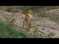 SafariLive March 10- Nkuhuma lion kids playtime!