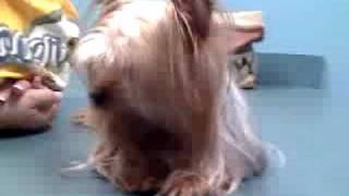 yorkie