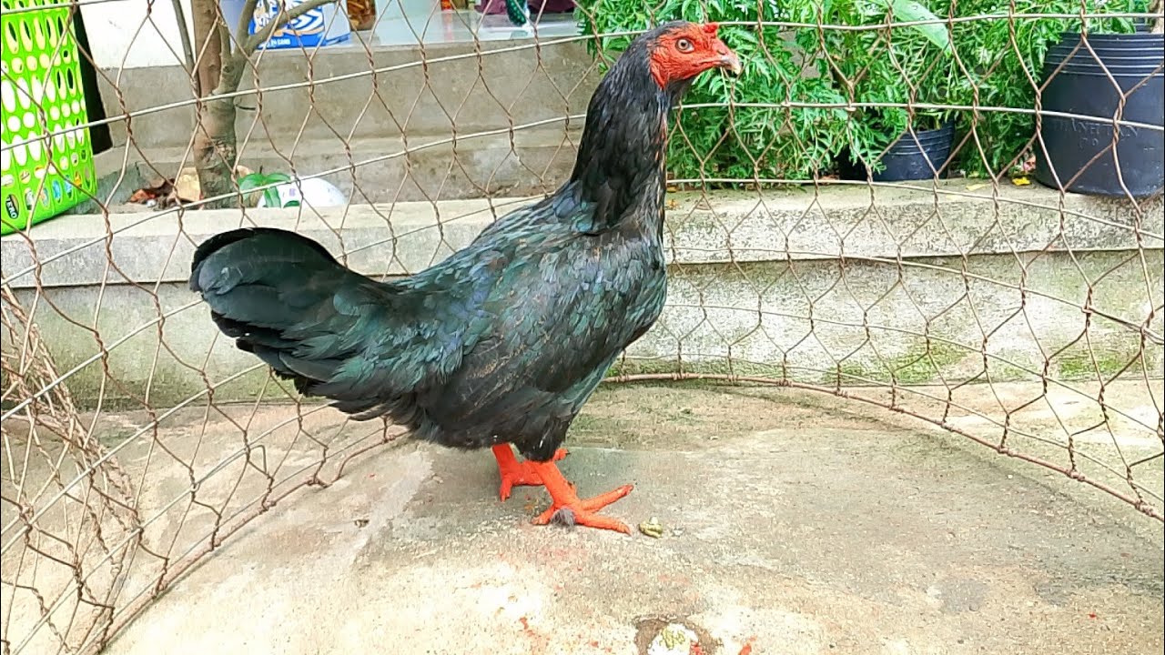 27/2  top 9 mái LH @ 359.326.274