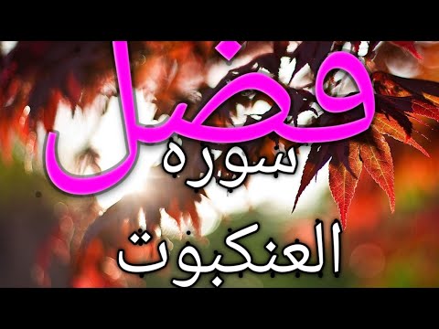 فضل سوره العنكبوت كثيره احرصوا علي قراتها جيدا جدا من ضمن الفضل مهدئة للنفس