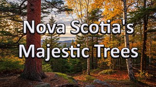 Discover Nova Scotia's Majestic Trees