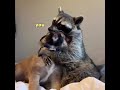 Raccoon invades puppy