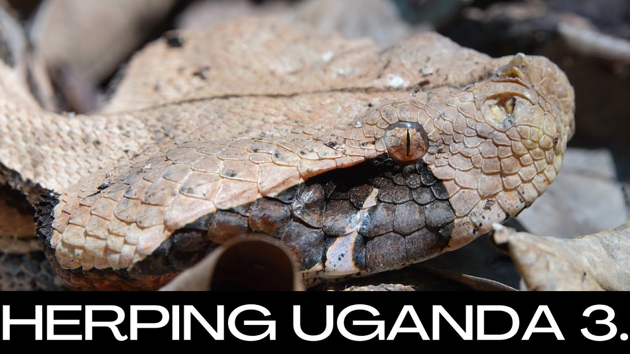 Herping in Uganda - Gaboon and rhinoceros vipers in  Mityana forest - Before It Is All Gone