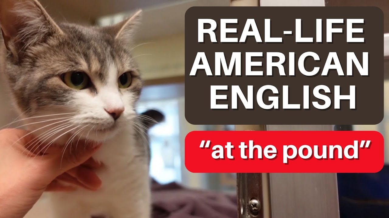 VOCABULARY AT THE ANIMAL SHELTER / Learn American English/  LEARN ENGLISH VOCABULARY ABOUT PETS