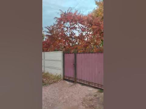уксусное дерево - YouTube