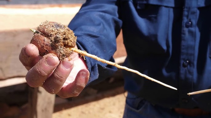 El tipo de flor en el cultivo del aguacate – Viveros Brokaw