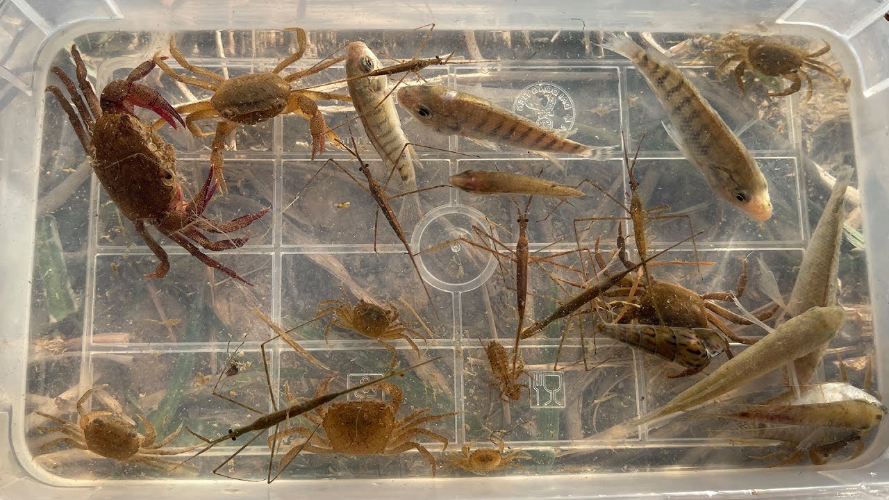 Natural small insects live under water in lake. crab, tilapia and small ...