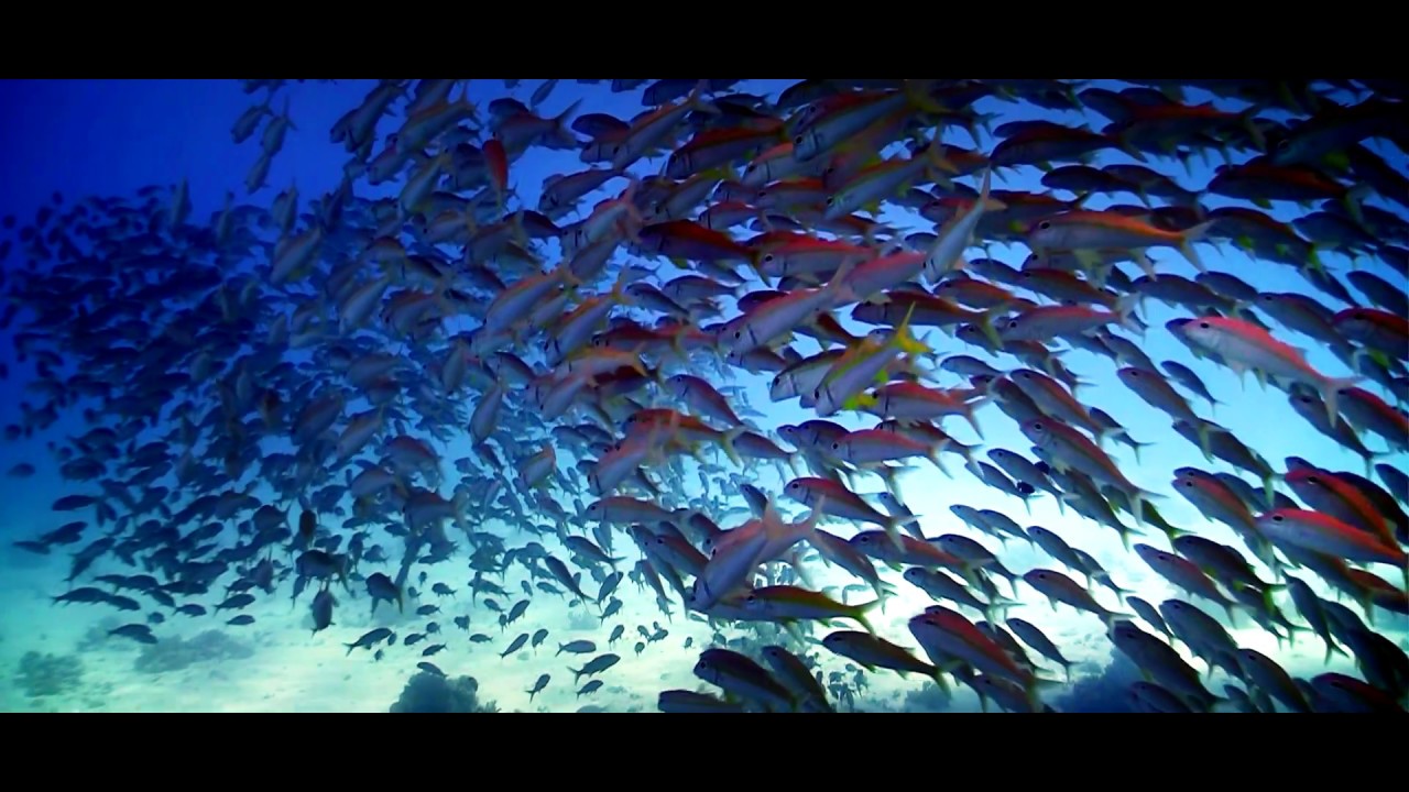 För en bättre värld