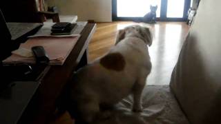 Itchy & Scratchy by Roxy, Doggie Rescue's Calendar's Miss August 2011