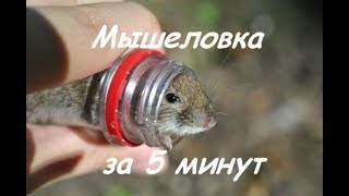 Мышеловка за 5 минут. Поймал мышь. The trap for 5 minutes. Caught the mouse. Extermination.