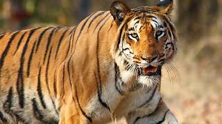 Wildlife of India | Wikipedia audio article