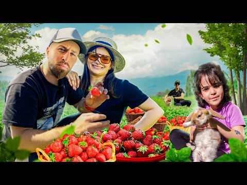 მარწყვის კრეფა კირასთან და მილასთან ერთად  - Family Vlog