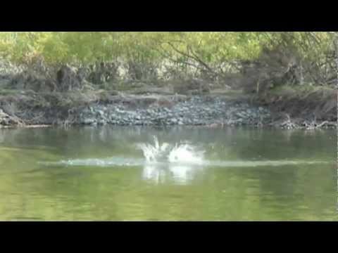 Fly Fishing New Zealand - Dry Fly... Tricky Trout!