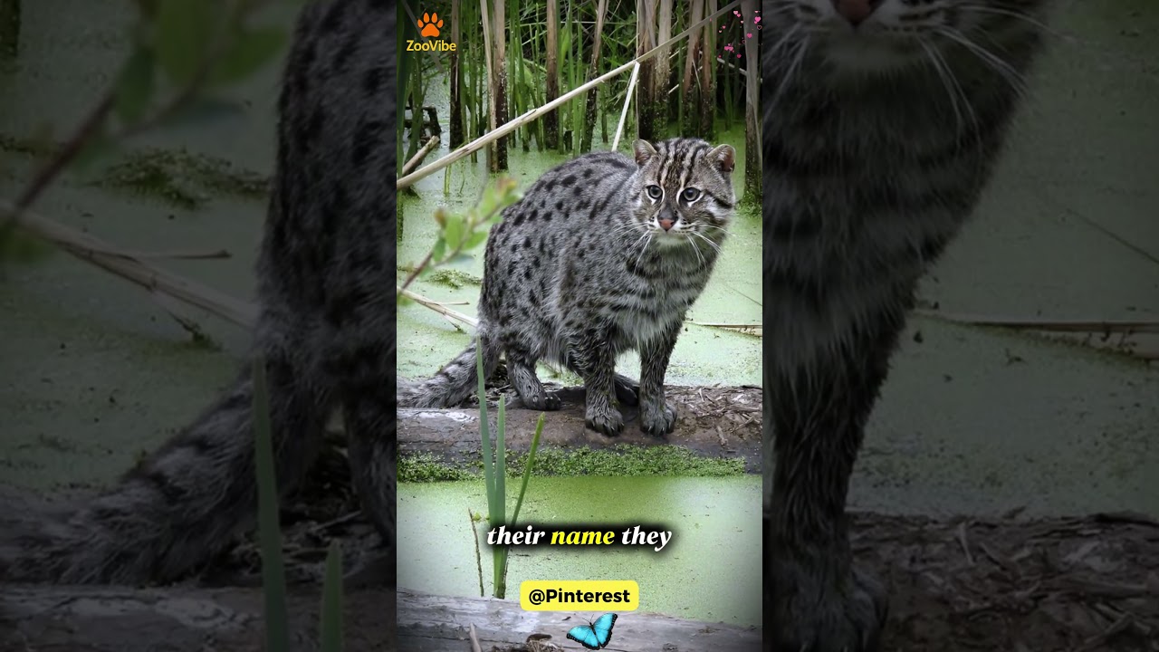 Этот дикий кот обожает воду. Знакомьтесь, это кот-рыболов | Nature’s Feline Fisherman 🐾