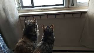 Betty & Angela Watching Pigeons! Meow!