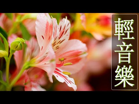 【非常好听】🎷🎷 聽聽台灣最好的老音樂 - 薩克斯風輕音樂 - 每天調心洗滌心性 - 正能量 - 輕音樂 - 放鬆解壓 - 安靜音樂 Relaxing Chinese Music 🍀🍀