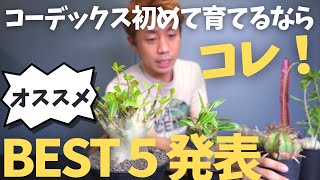 【塊根植物何から育てればいい？】を解決！初めてコーデックス育てるならコレ！オススメTOP5ご紹介！