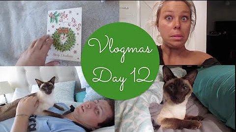 Video 9141541: sleepy siamese