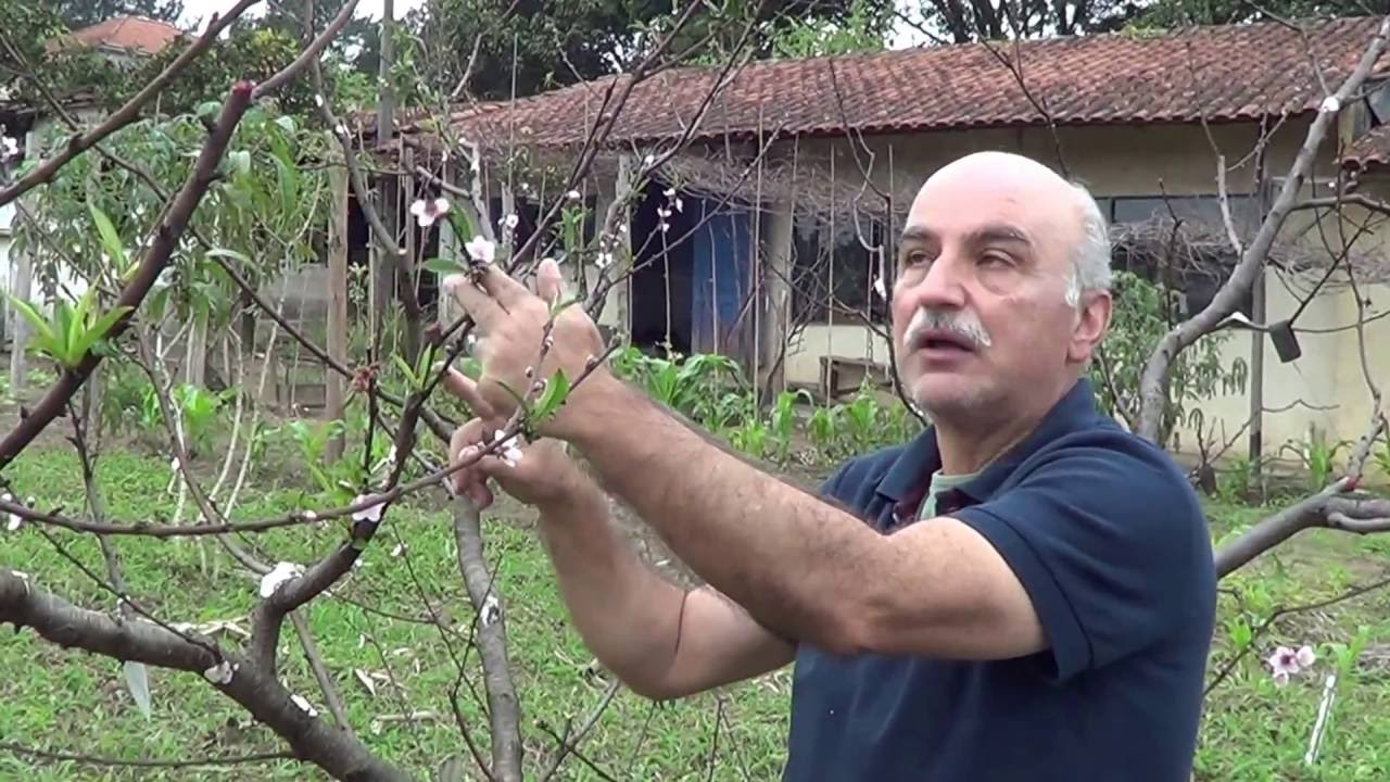 320 PREPARO DO PESSEGUEIRO PARA A SUA CORRETA CONDU O FERRAZ DE 320-preparo-do-pessegueiro-para-a-sua-correta-condu-o-ferraz-de