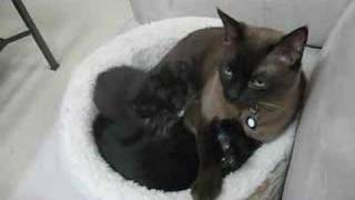 A Pile Of Kitties