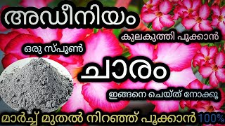 ചാരം ഇങ്ങനെ കൊടുത്തു നോക്കൂ അഡീനിയം നിറഞ്ഞ് പൂക്കും|Adenium plant care in malayalam|adenium flowers