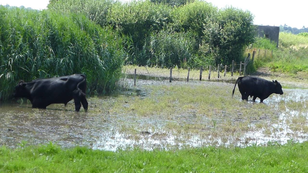 Wallowing cattle at WWT Slimbridge - YouTube