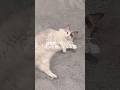 夜勤明け寂しくてずっと着いてくる猫