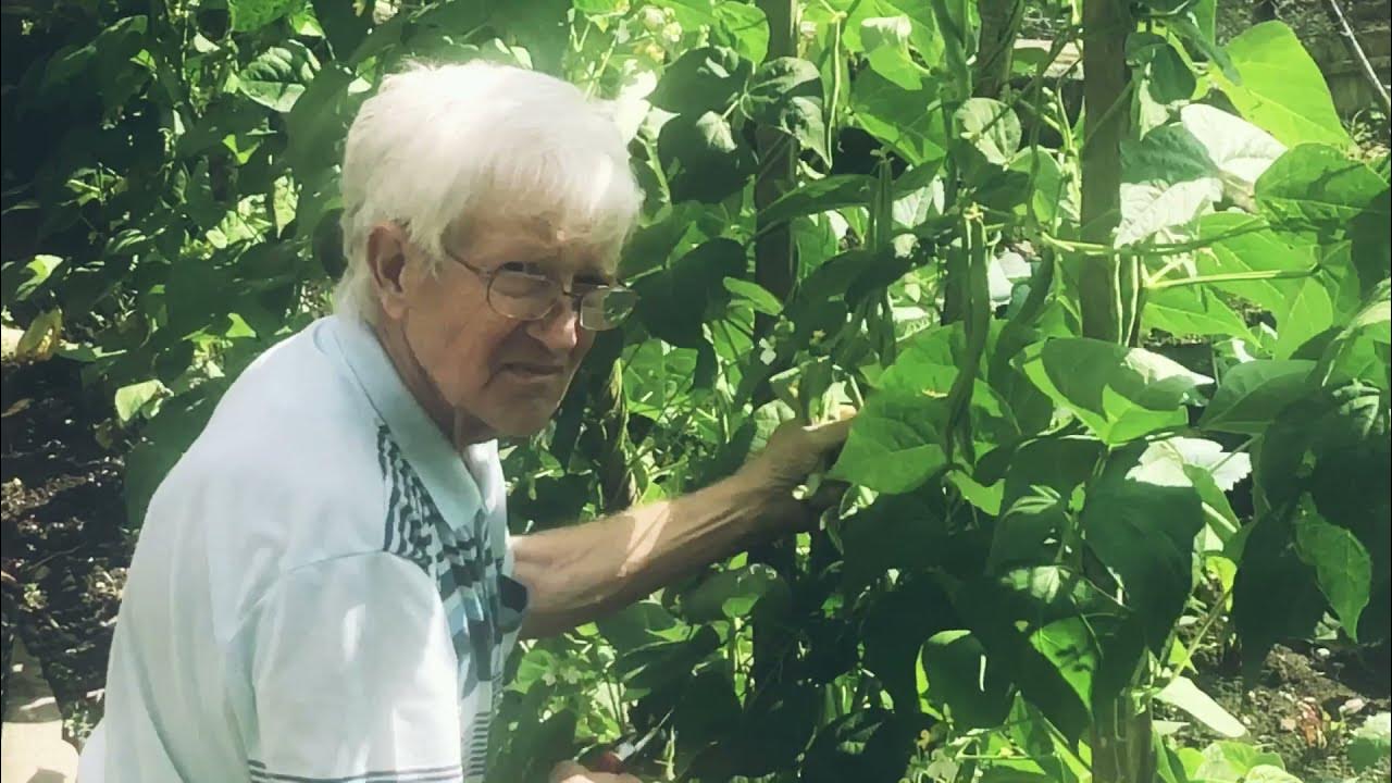 ?Como colher Feijao Vargem.Ch? - YouTube