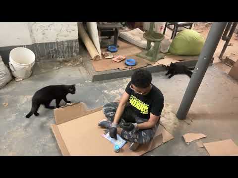 Socializing Cats In A Boiler Room