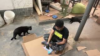 Socializing Cats In A Boiler Room