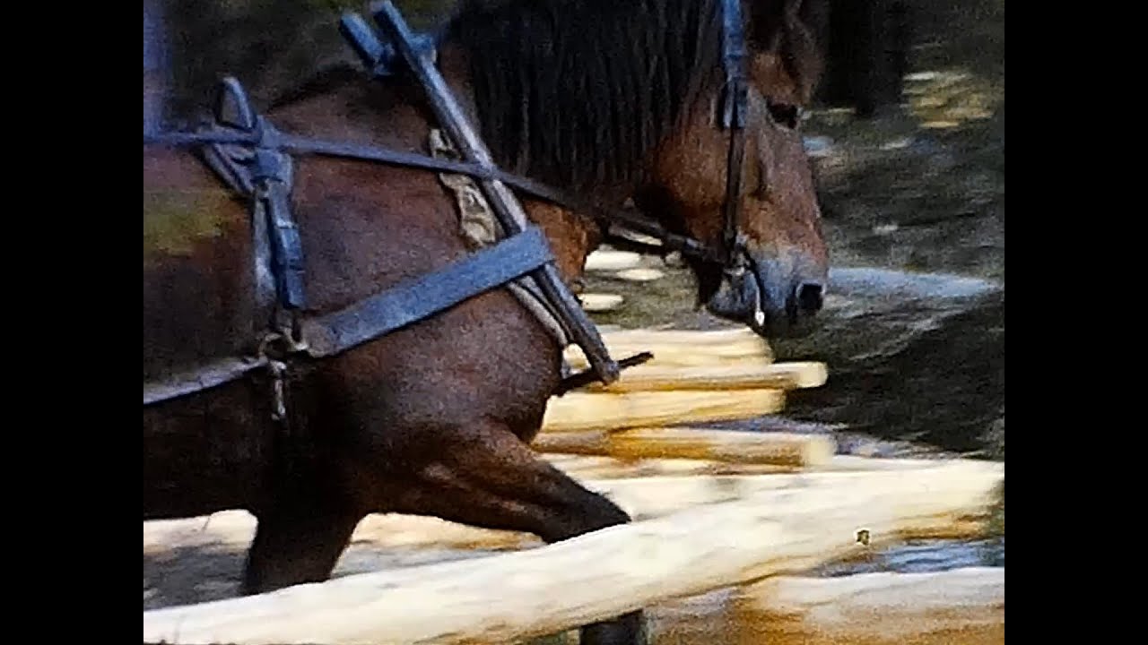 1963 Skogsarbete med Ardenner arbetshäst (8mm footage)
