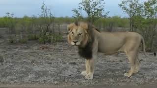 Lion Shows Why You Must ALWAYS Stay Inside Your Car...