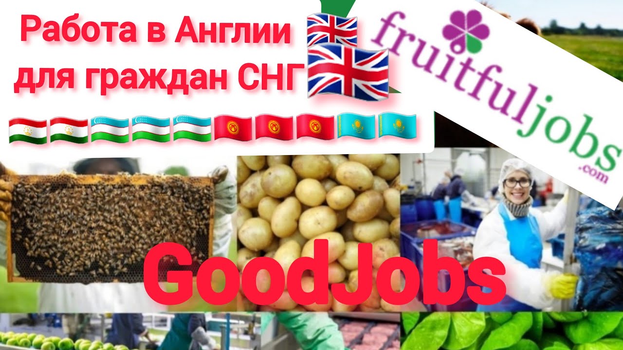 Работа в англии для русских. Сезонные рабочие в великобритании. Force логотип. Pro force работа в англии для граждан снг. Pro force работа в англии faversham.