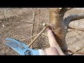 桃树修剪中 剪桩留芽的位置选择和作用是什么 看完就懂了 桃树修剪中 剪桩留芽的位置选择和作用是什么 看完就懂了