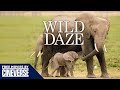Wild Daze | Full Wildlife Documentary | Dr. Jane Goodall | Free Movies By Cineverse