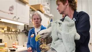 Famous Bald Eagle Survives Lead Poisoning, Released Back to the Wild Net Worth