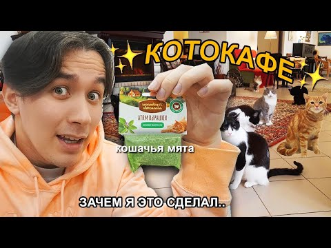 Я взял КОШАЧЬЮ МЯТУ в КАФЕ для КОШЕК *они сошли с ума*