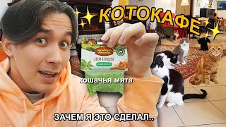 Я Взял Кошачью Мяту В Кафе Для Кошек *Они Сошли С Ума*