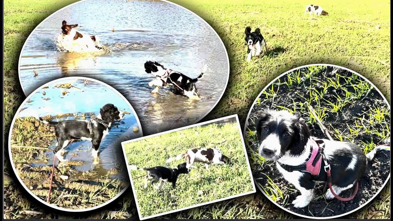 The best training is FUN! | New Springer puppy Ep. 17