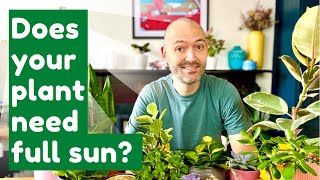 Houseplants You Should Be Putting In Full Sun | Sun Loving Houseplants