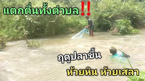 แตกตื่นทั้งตำบล!!.. ฤดูปลาขึ้นห้วยเสลา ห้วยหิน บ้านจำปานวง อ.ภูสิงห์ จ.ศรัสะเกษ