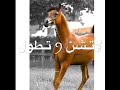 دحيه بصوت الفنان حبيبي اجميع امير ابو عبود لو جبته