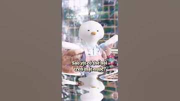 Sao vịt có thể nổi trên mặt nước? - Câu chuyện khoa học thú bông vải Tiệm Tạp Hoá Nhà May