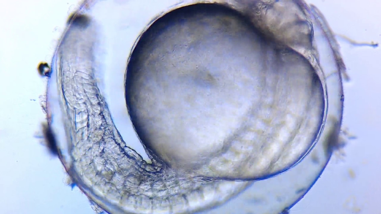 Неон (Paracheirodon innesi)