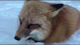 Alice the fox. The fox climbed into the squirrels' feeder for nuts.