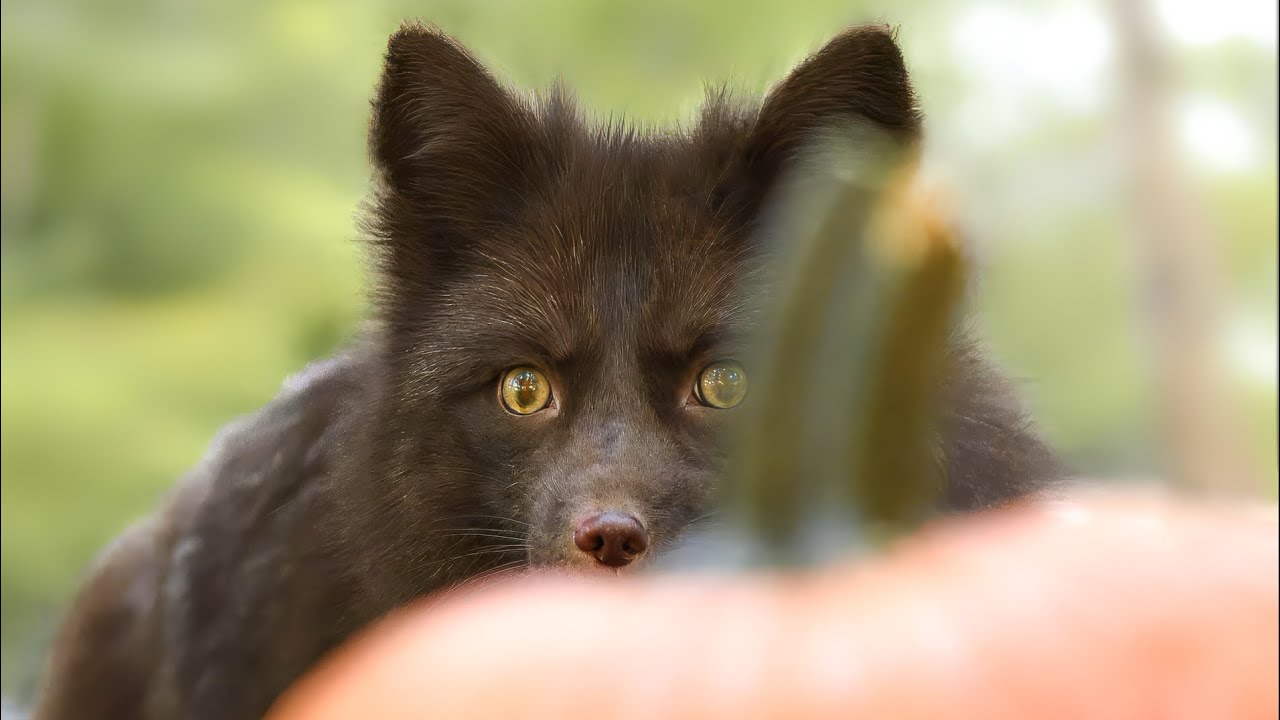 Счастливого Хэллоуина в Bellowing Acres! Тыквенное обогащение