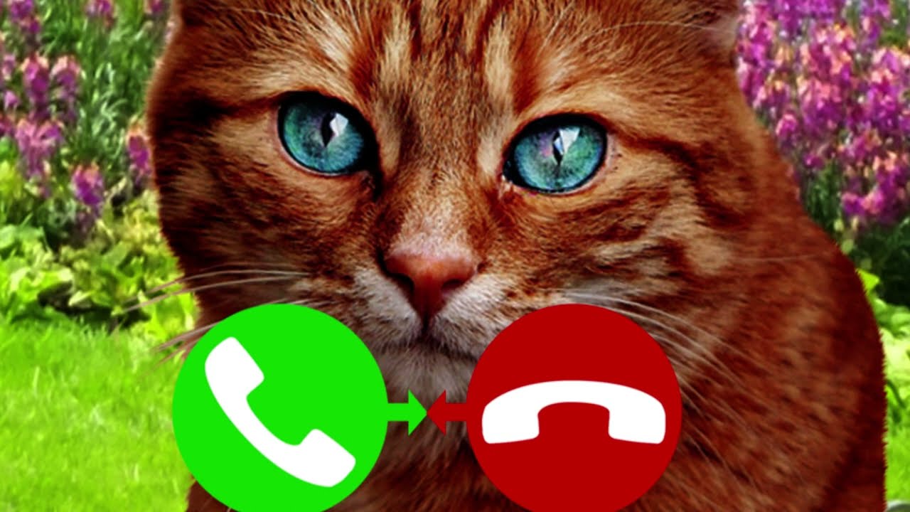 Cats sounds - Apps on Google Play